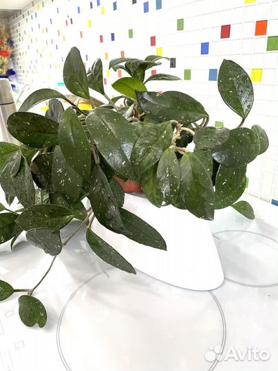 Хойя комнатный цветок