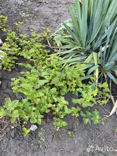 Саженцы пузыреплодника