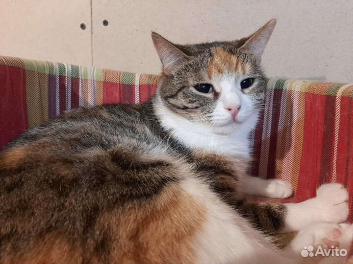 Варька ищет дом, стерилизована