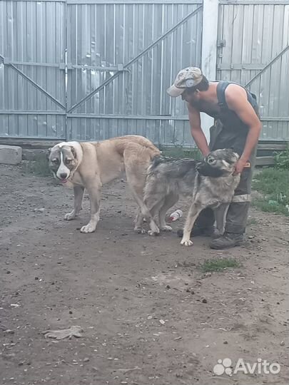 Вязка собак