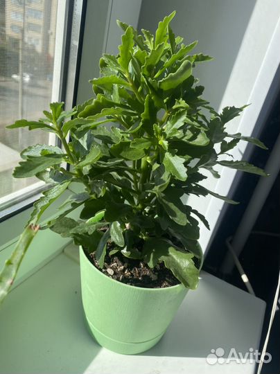 Каланхоэ и алое