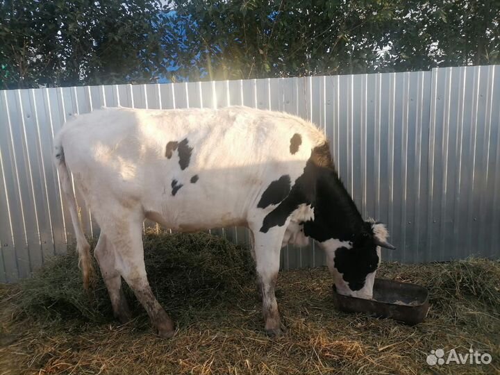 Телка стельная