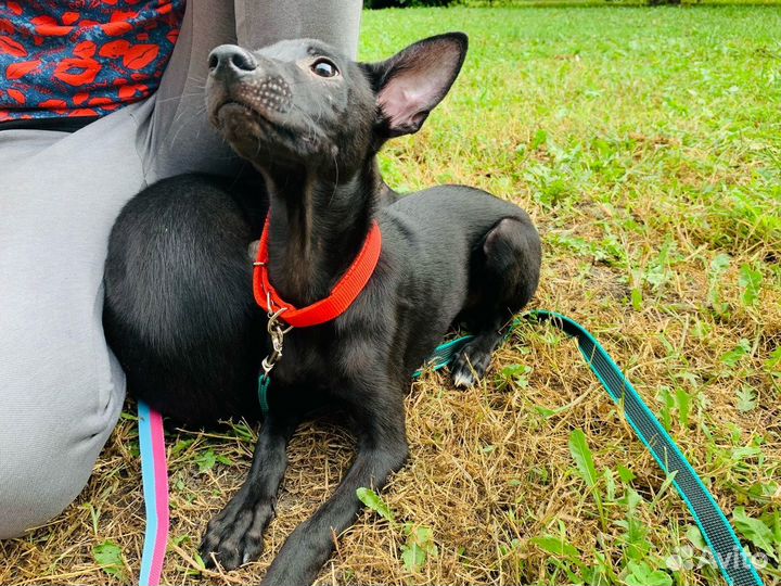 Щенок мальчик