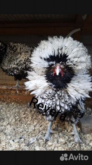 Инкубационное яйцо кур