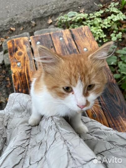 Кошка в дар бесплатно