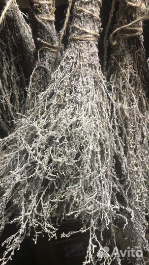 Полынь степная лимонная