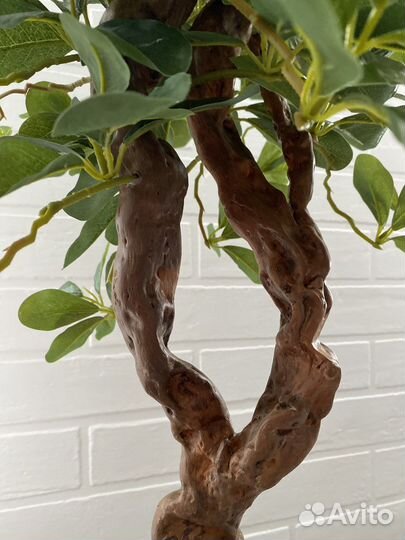 Шефлера. Искусственное дерево