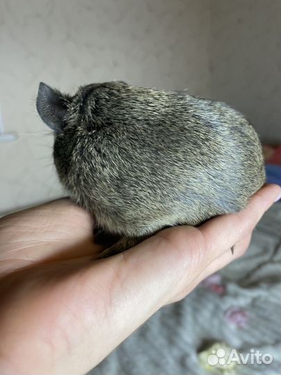 Морская свинка девочка