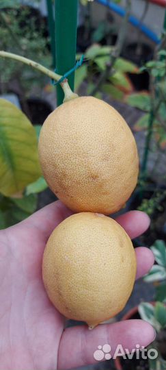 Саженцы цитрусовых привитые сортовые