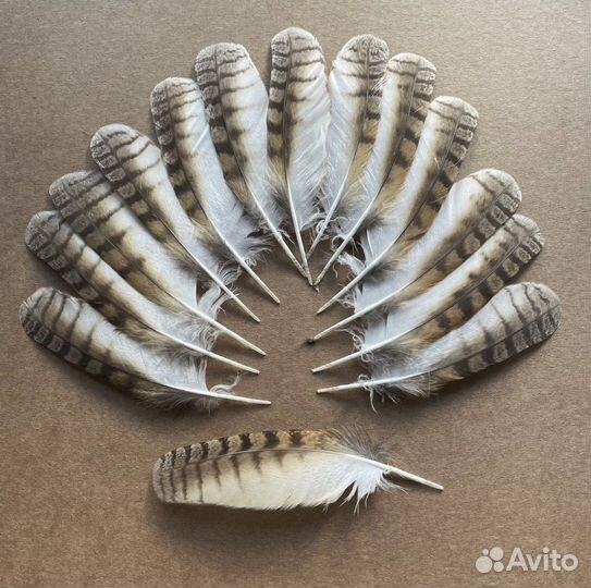 Перья совы для творчества