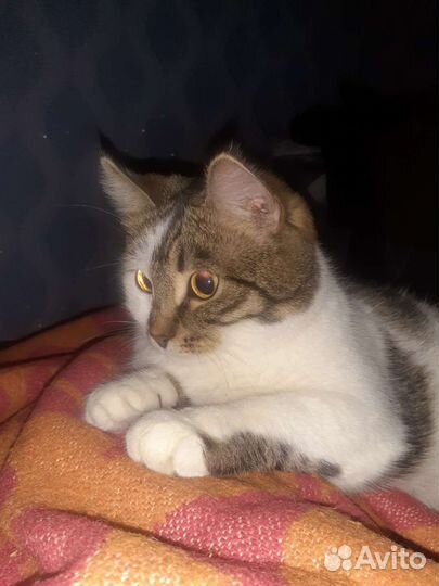 Кошка в дар бесплатно