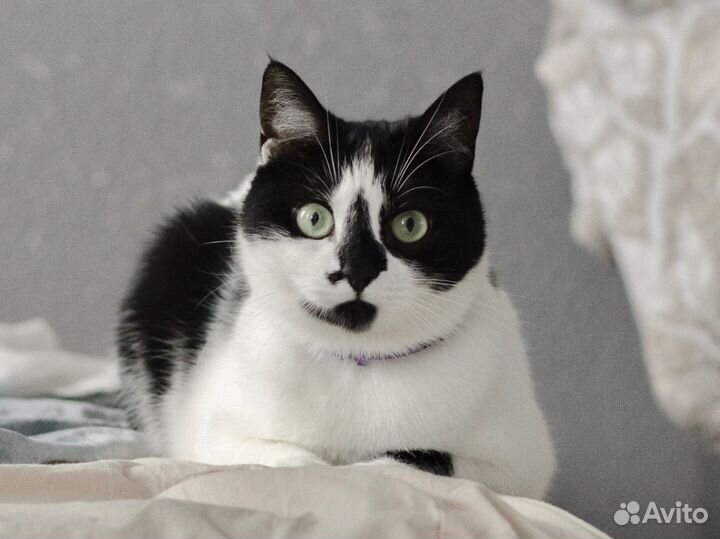 Молли ищет дом