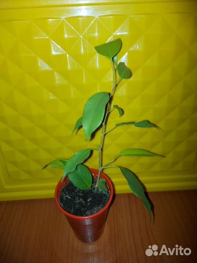 Фикус бенджамина