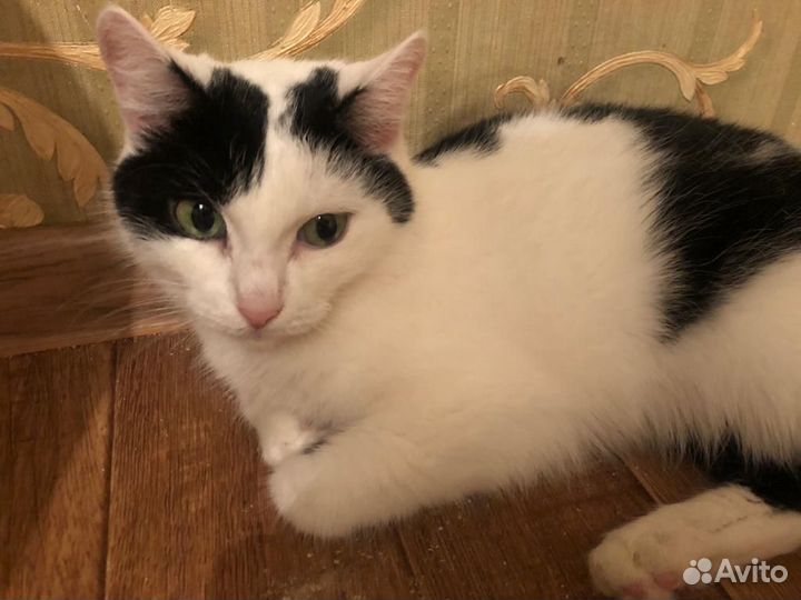 Изящную красавицу