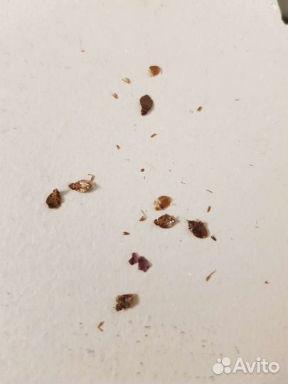 Дезинфекция от тараканов клапов