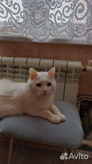 Кот в добрые руки бесплатно