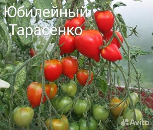 Рассада помидор, баклажан.Свердл.район