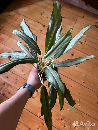 Комнатные растения, цветы