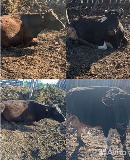 Корова стельная дойная