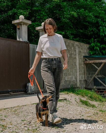 Собака в добрые руки отдам бесплатно