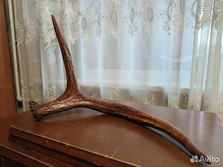 Продам рога лося