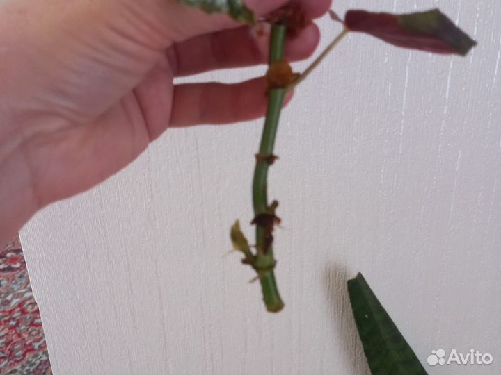 Бегония макулата