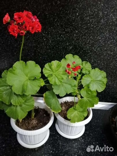 Пеларгония герань