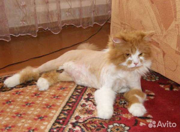 Груминг стрижка кошек и котов в Марьино