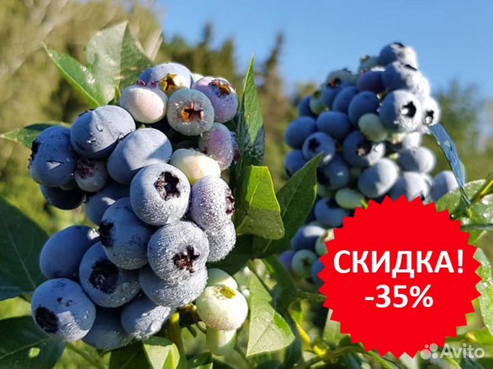 Голубика сорт Река 5лет