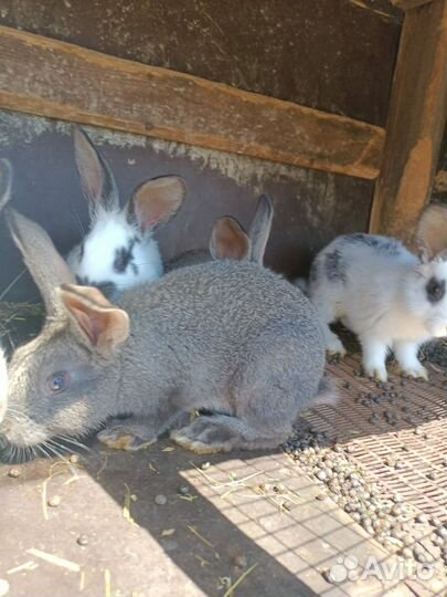 На фото самка белая продается и самец фото в конце