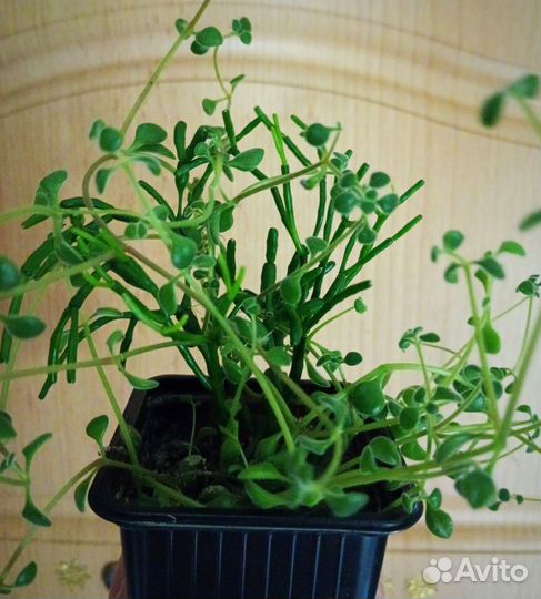 Сукулленты,растения