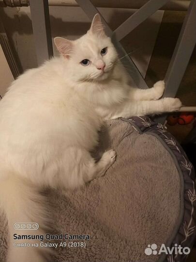 Белый пушистый кот с голубыми глазами