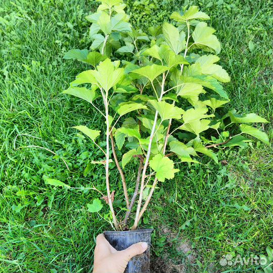 Саженец черной смородины