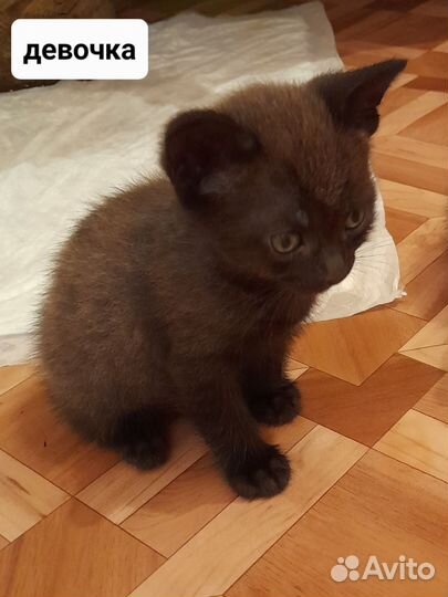 Котята в добрые руки бесплатно