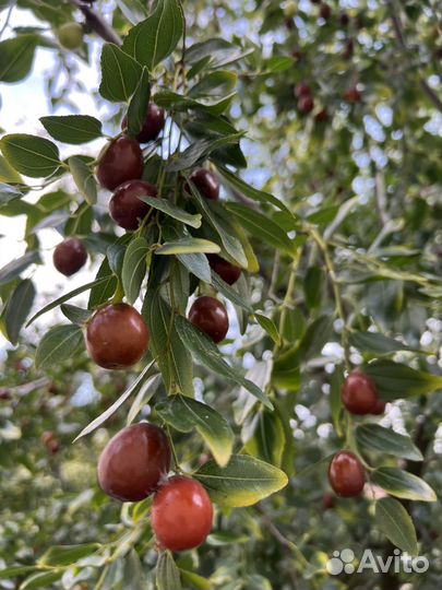 Плоды зизифуса