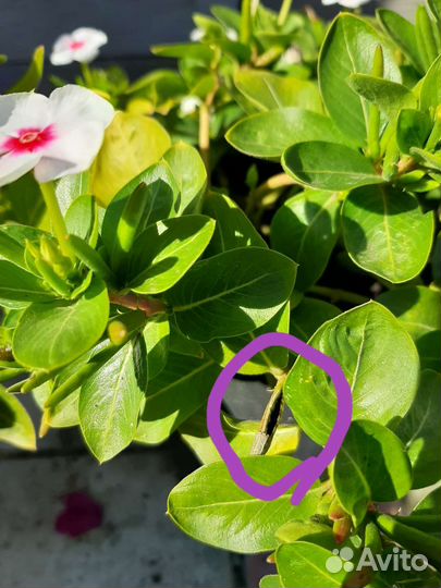 Катарантус ампельный,семена