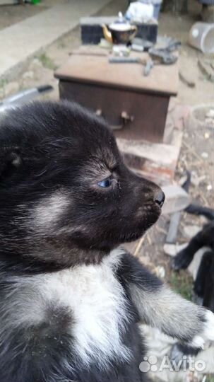 Отдам бесплатно