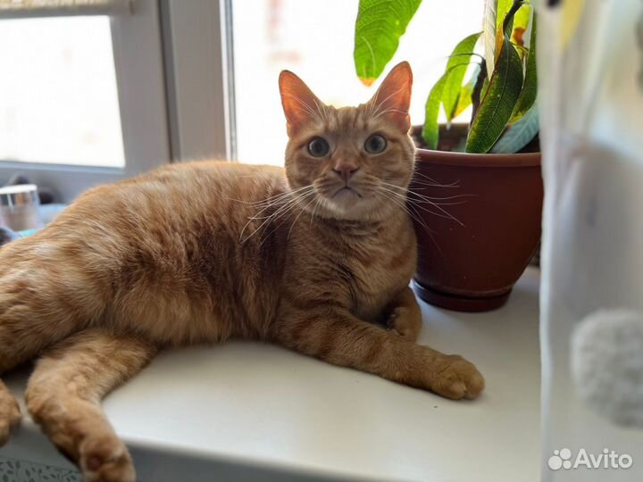 Кот в добрые руки