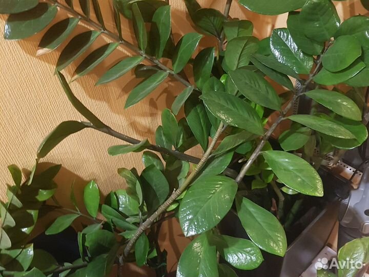 Замиокулькас