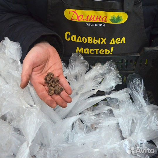 Анемона Адмирал (15 луковиц) Holland Bulbs (Голла