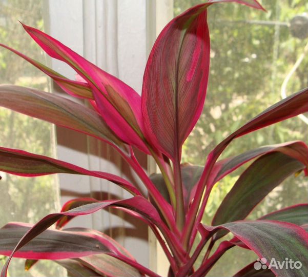 Кордилина Рэд Эйдж