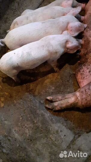 Поросята ландрас