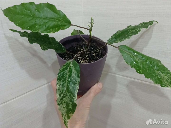 Гибискус вариегатный