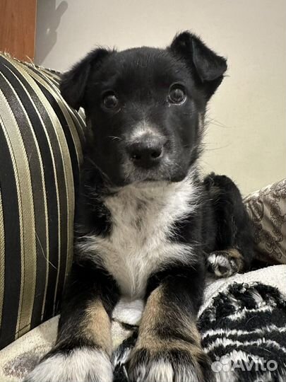 Щенок девочка 2,5 месяца