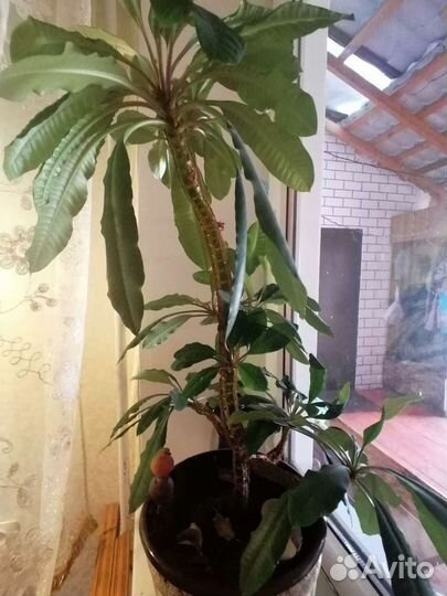 Цветочки комнатные