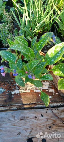 Рассада цветов