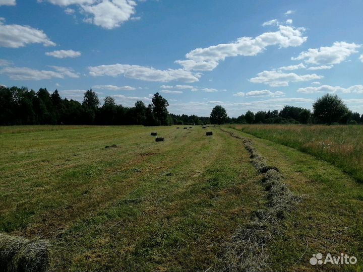 Сено укос 2024 год, тюки по 22-25 кг