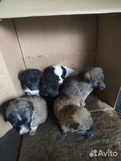 Собаки бесплатно в добрые руки щенки