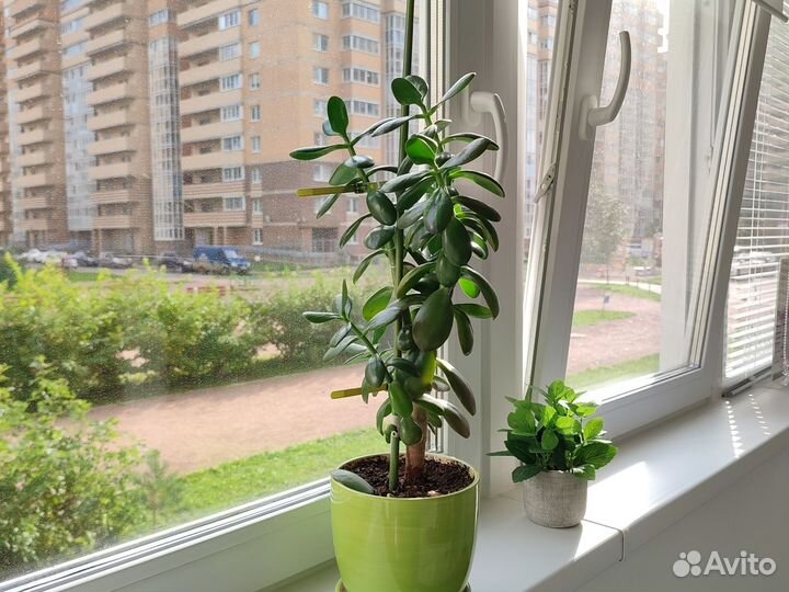Денежное дерево толстянка