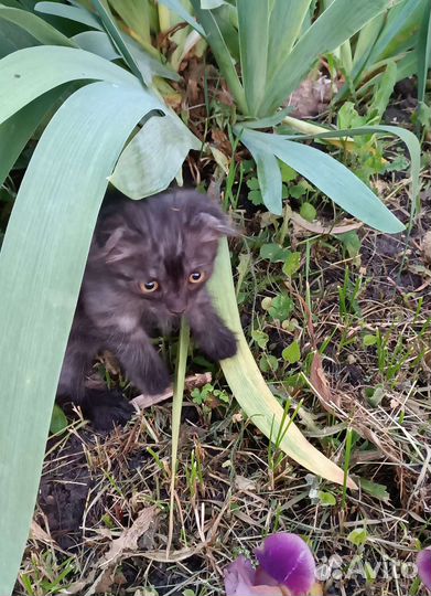 Котята в добрые руки бесплатно